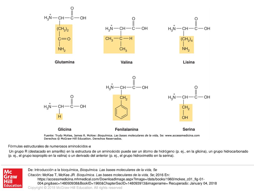Un grupo R (destacado en amarillo) en la estructura de un aminoácido puede ser un átomo de hidrógeno (p. ej., en la glicina), un grupo hidrocarbonado (p. ej., el grupo isopropilo en la valina) o un derivado del anterior (p. ej., el grupo hidroximetilo en la serina).