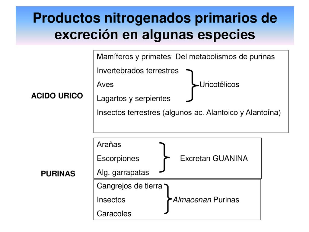 Productos nitrogenados primarios de excreción en algunas especies