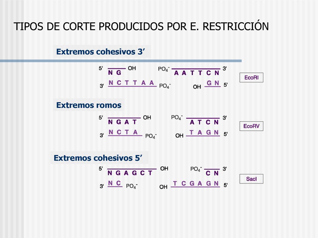 TIPOS DE CORTE PRODUCIDOS POR E. RESTRICCIÓN