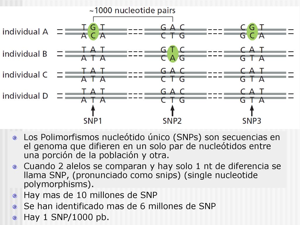Los Polimorfismos nucleótido único (SNPs) son secuencias en el genoma que difieren en un solo par de nucleótidos entre una porción de la población y otra.