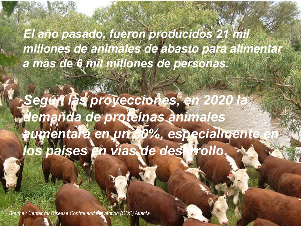 El año pasado, fueron producidos 21 mil millones de animales de abasto para alimentar a más de 6 mil millones de personas.