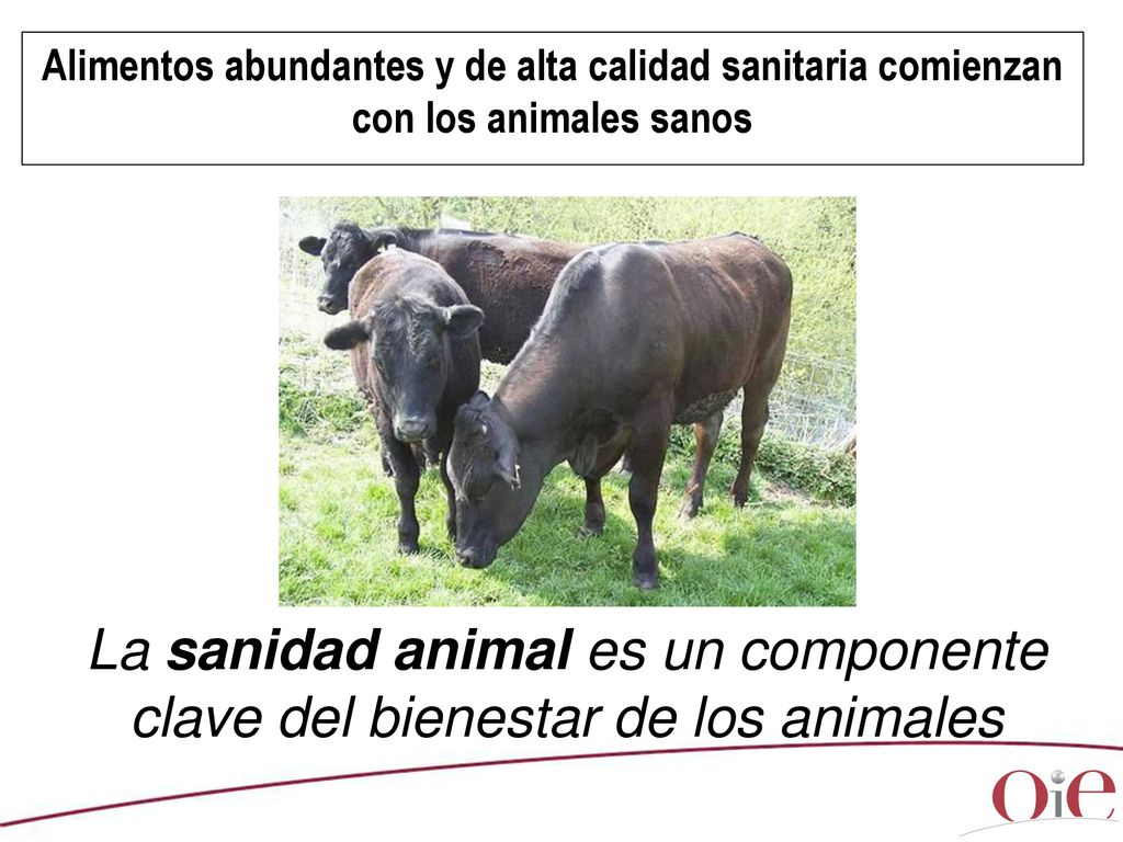La sanidad animal es un componente clave del bienestar de los animales