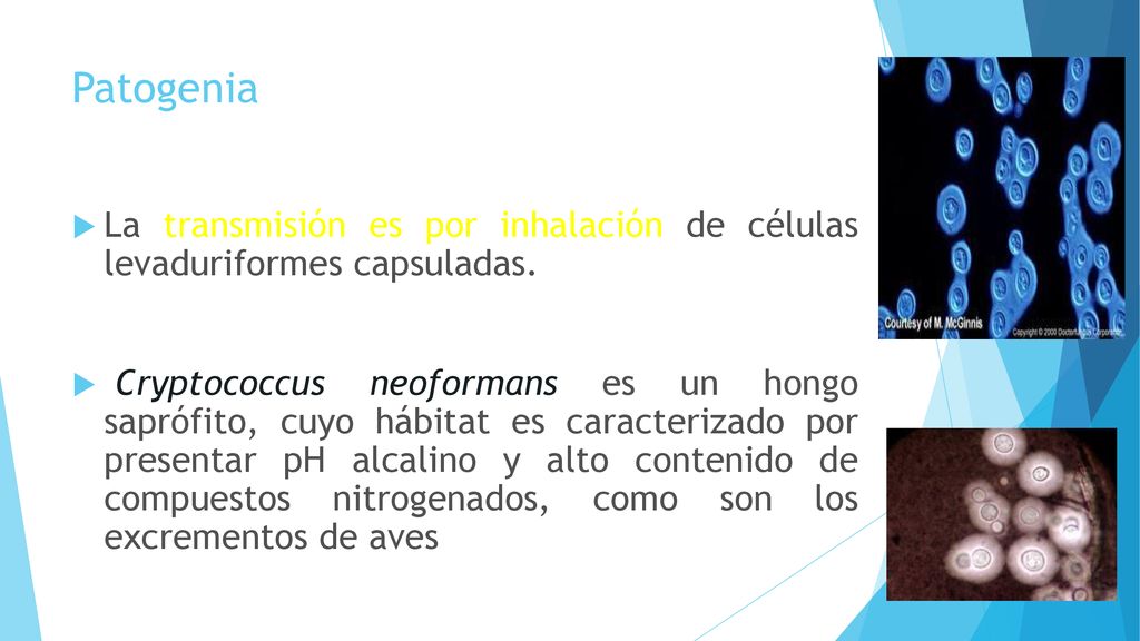 Patogenia La transmisión es por inhalación de células levaduriformes capsuladas.