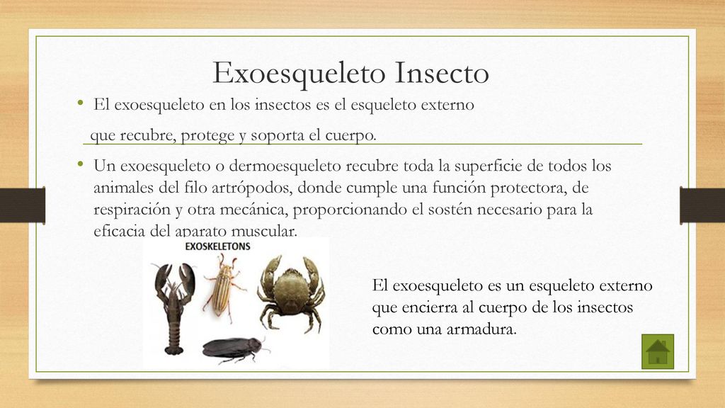 Exoesqueleto Insecto El exoesqueleto en los insectos es el esqueleto externo. que recubre, protege y soporta el cuerpo.