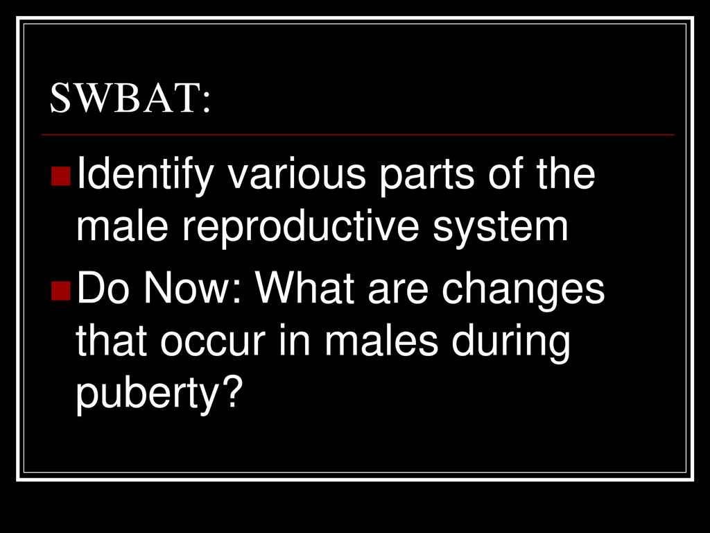 SWBAT: Identify various parts of the male reproductive system.