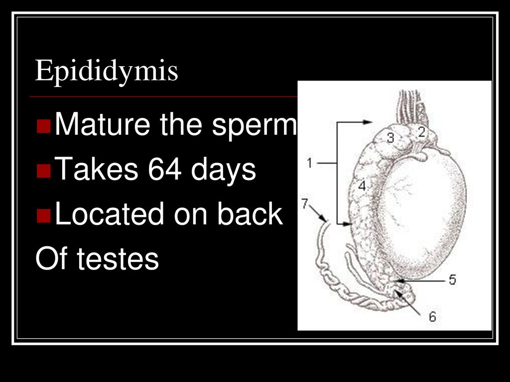 Epididymis Mature the sperm Takes 64 days Located on back Of testes