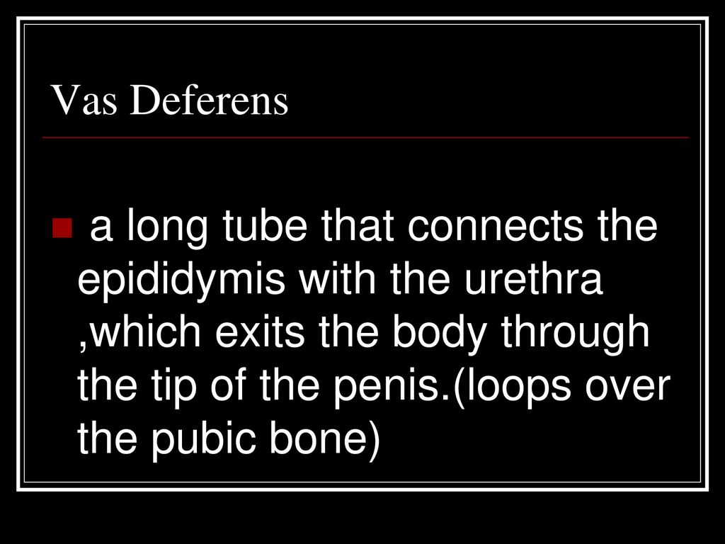 Vas Deferens a long tube that connects the epididymis with the urethra ,which exits the body through the tip of the penis.(loops over the pubic bone)