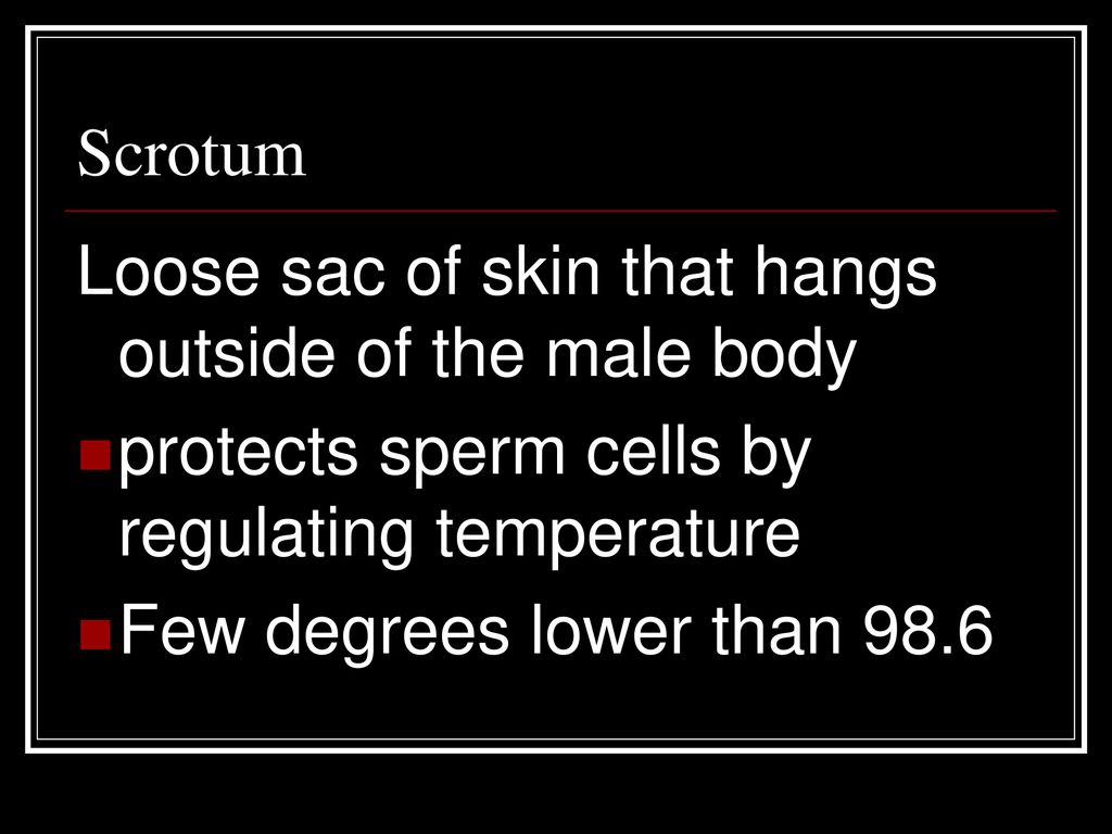 Scrotum Loose sac of skin that hangs outside of the male body. protects sperm cells by regulating temperature.