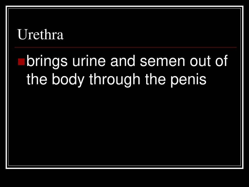 Urethra brings urine and semen out of the body through the penis