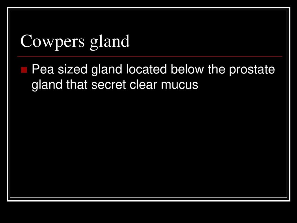 Cowpers gland Pea sized gland located below the prostate gland that secret clear mucus