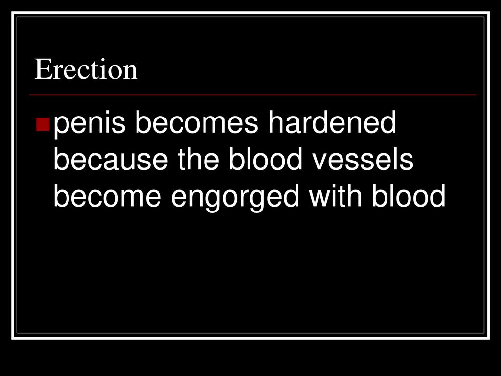 Erection penis becomes hardened because the blood vessels become engorged with blood