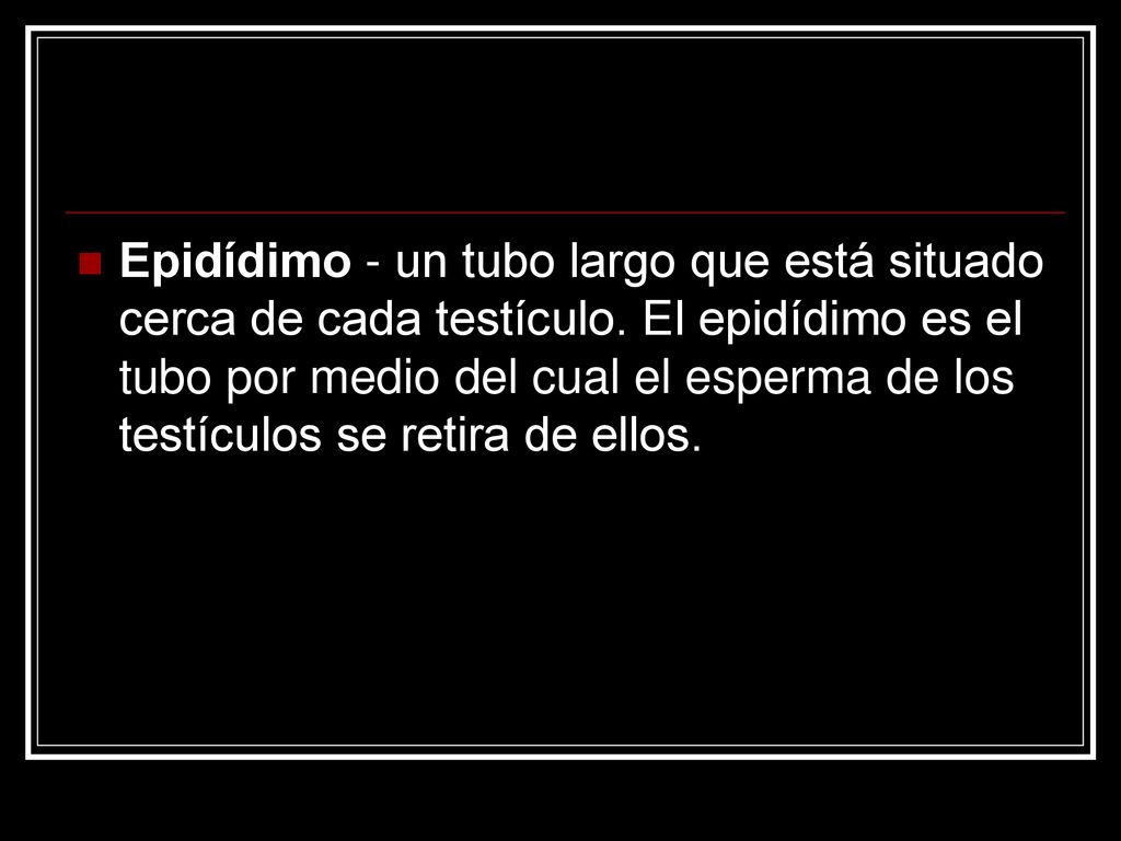 Epidídimo - un tubo largo que está situado cerca de cada testículo