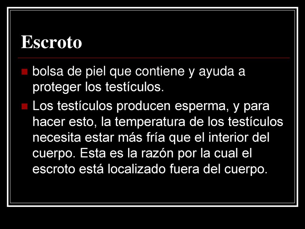Escroto bolsa de piel que contiene y ayuda a proteger los testículos.