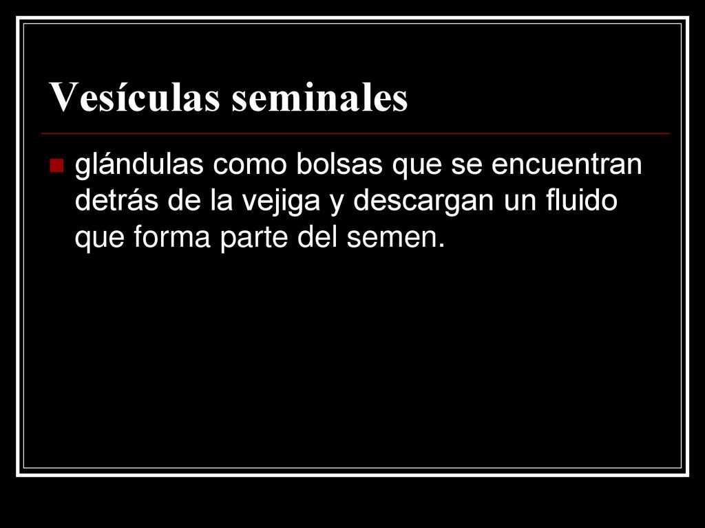 Vesículas seminales glándulas como bolsas que se encuentran detrás de la vejiga y descargan un fluido que forma parte del semen.