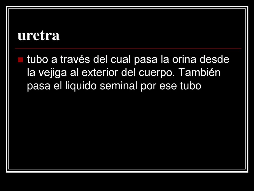uretra tubo a través del cual pasa la orina desde la vejiga al exterior del cuerpo.