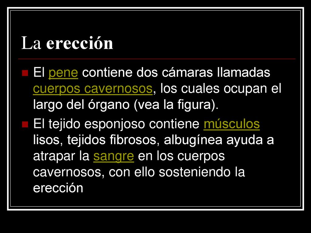 La erección El pene contiene dos cámaras llamadas cuerpos cavernosos, los cuales ocupan el largo del órgano (vea la figura).