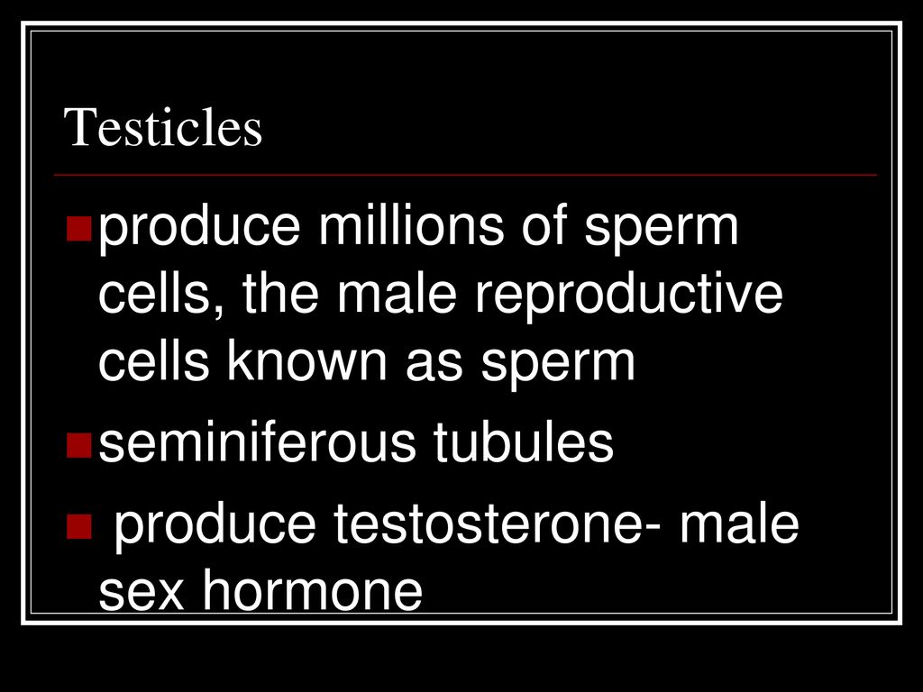 Testicles produce millions of sperm cells, the male reproductive cells known as sperm. seminiferous tubules.