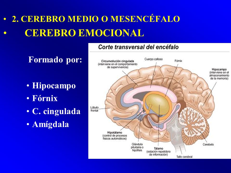 CEREBRO EMOCIONAL 2. CEREBRO MEDIO O MESENCÉFALO Formado por: