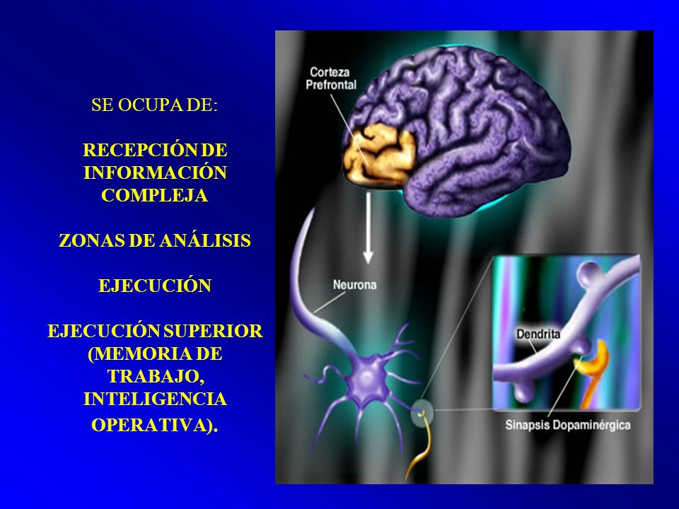 SE OCUPA DE: RECEPCIÓN DE INFORMACIÓN COMPLEJA ZONAS DE ANÁLISIS EJECUCIÓN EJECUCIÓN SUPERIOR (MEMORIA DE TRABAJO, INTELIGENCIA OPERATIVA).