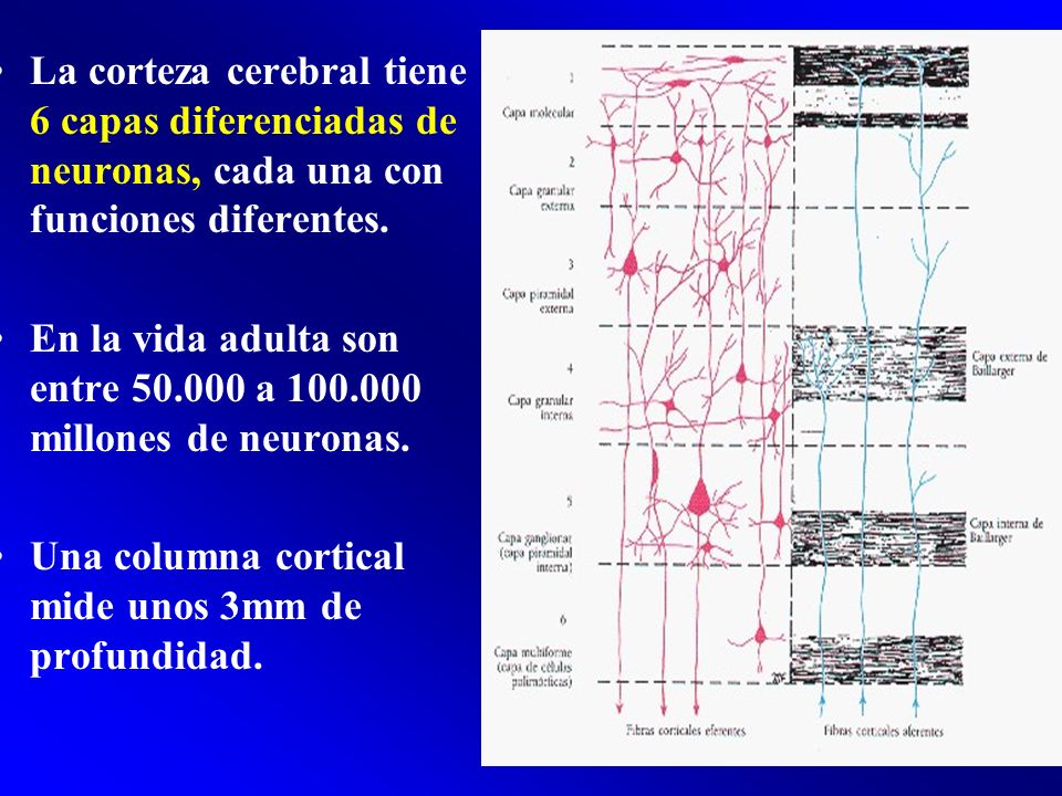 La corteza cerebral tiene 6 capas diferenciadas de neuronas, cada una con funciones diferentes.