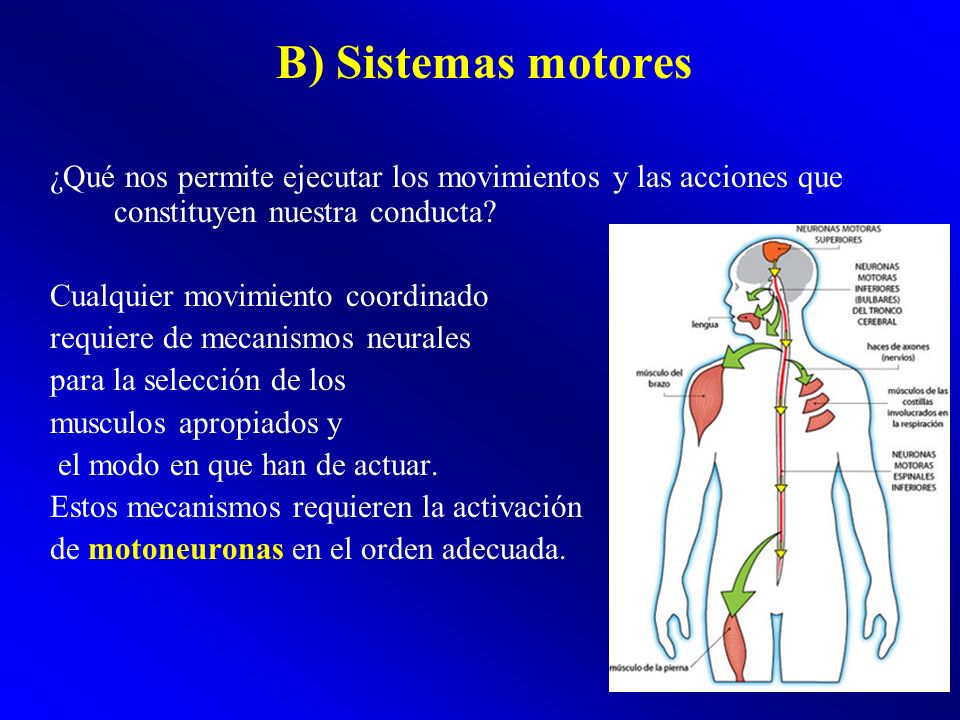 B) Sistemas motores ¿Qué nos permite ejecutar los movimientos y las acciones que constituyen nuestra conducta