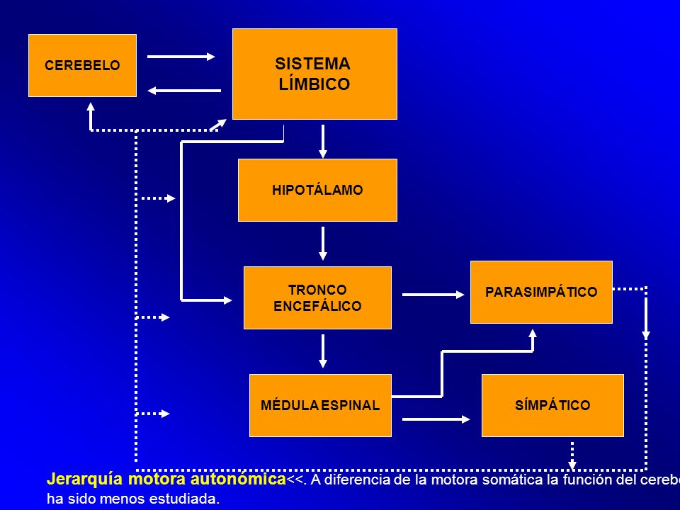 SISTEMA LÍMBICO. CEREBELO. HIPOTÁLAMO. PARASIMPÁTICO. TRONCO. ENCEFÁLICO. MÉDULA ESPINAL. SÍMPÁTICO.
