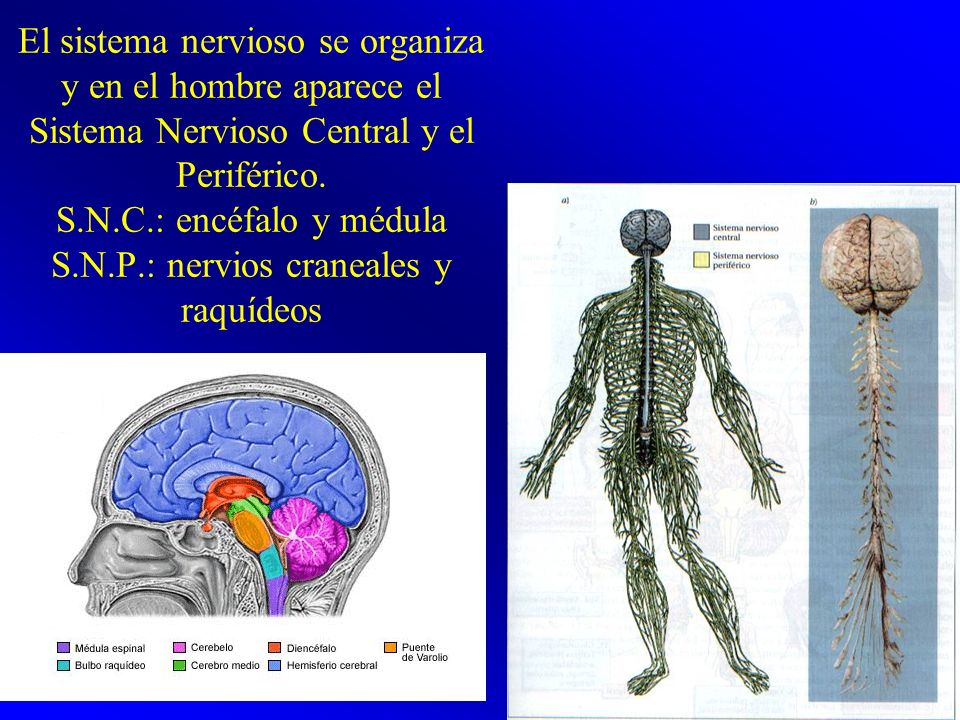 El sistema nervioso se organiza y en el hombre aparece el Sistema Nervioso Central y el Periférico.