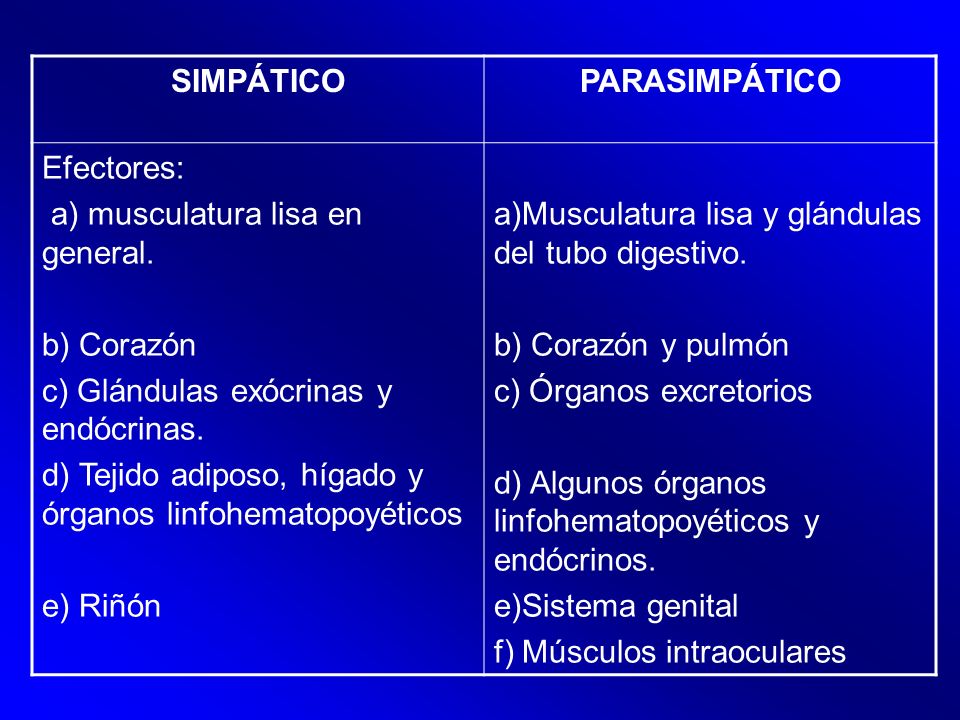 SIMPÁTICO PARASIMPÁTICO. Efectores: a) musculatura lisa en general. b) Corazón. c) Glándulas exócrinas y endócrinas.