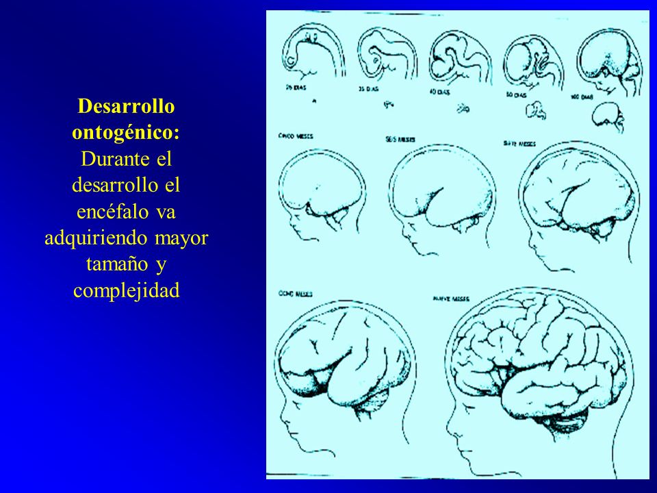 Desarrollo ontogénico: Durante el desarrollo el encéfalo va adquiriendo mayor tamaño y complejidad