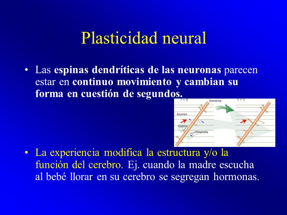 Plasticidad neural Las espinas dendríticas de las neuronas parecen estar en continuo movimiento y cambian su forma en cuestión de segundos.