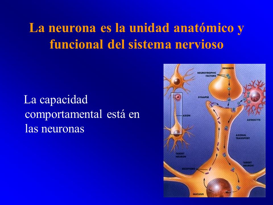 La neurona es la unidad anatómico y funcional del sistema nervioso