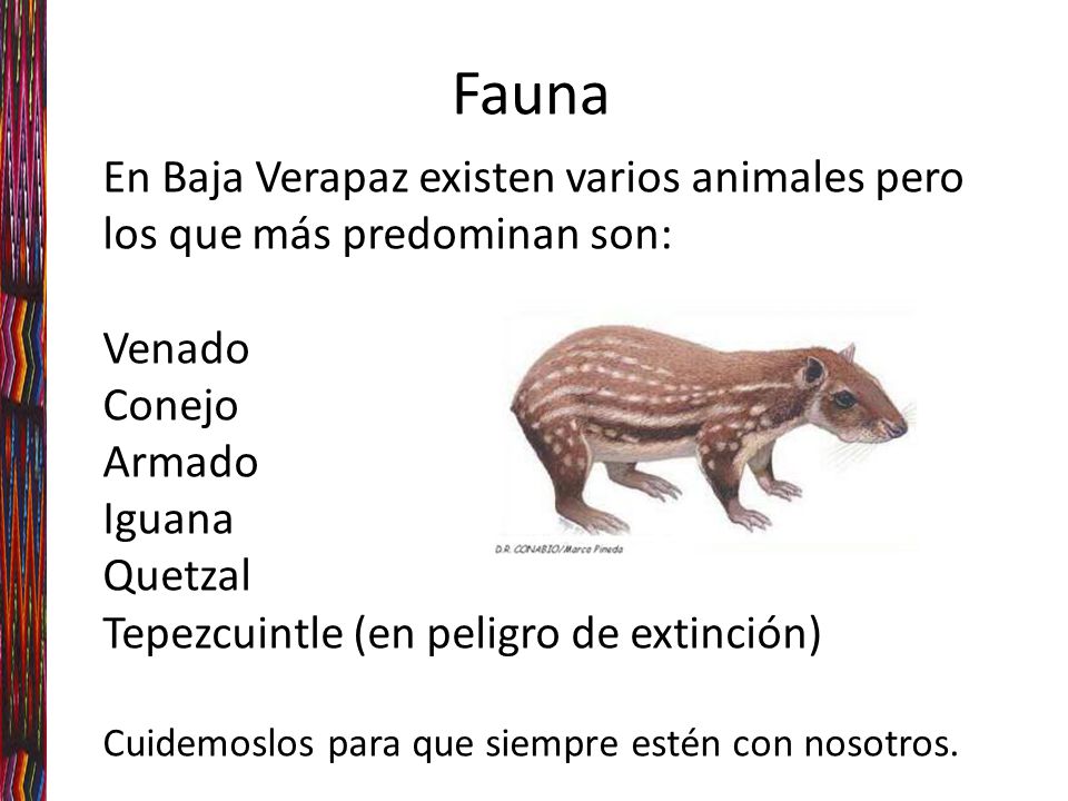Fauna En Baja Verapaz existen varios animales pero los que más predominan son: Venado. Conejo. Armado.