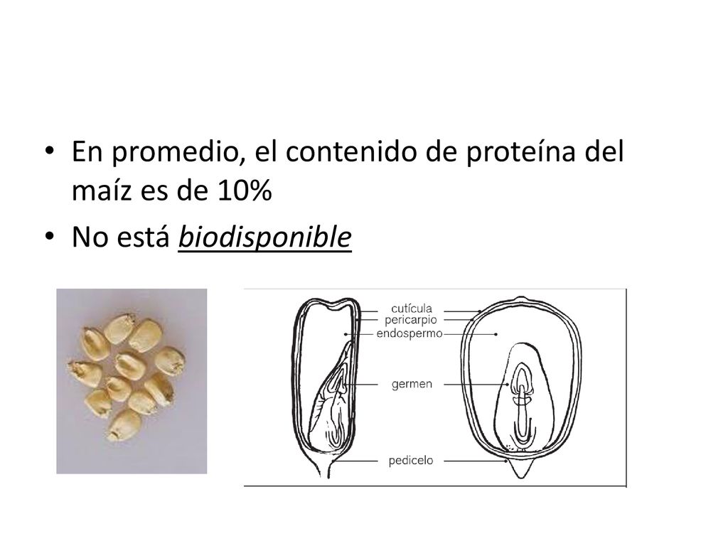 En promedio, el contenido de proteína del maíz es de 10%