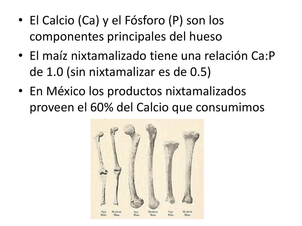 El Calcio (Ca) y el Fósforo (P) son los componentes principales del hueso