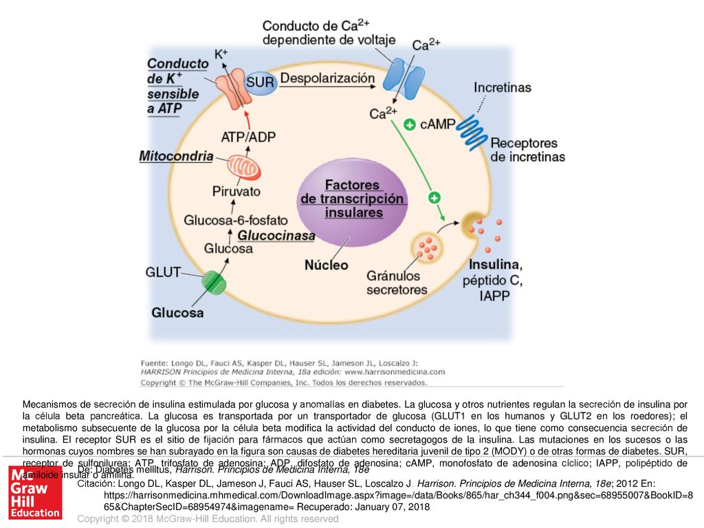 Mecanismos de secreción de insulina estimulada por glucosa y anomalías en diabetes. La glucosa y otros nutrientes regulan la secreción de insulina por la célula beta pancreática. La glucosa es transportada por un transportador de glucosa (GLUT1 en los humanos y GLUT2 en los roedores); el metabolismo subsecuente de la glucosa por la célula beta modifica la actividad del conducto de iones, lo que tiene como consecuencia secreción de insulina. El receptor SUR es el sitio de fijación para fármacos que actúan como secretagogos de la insulina. Las mutaciones en los sucesos o las hormonas cuyos nombres se han subrayado en la figura son causas de diabetes hereditaria juvenil de tipo 2 (MODY) o de otras formas de diabetes. SUR, receptor de sulfonilurea; ATP, trifosfato de adenosina; ADP, difosfato de adenosina; cAMP, monofosfato de adenosina cíclico; IAPP, polipéptido de amiloide insular o amilina.