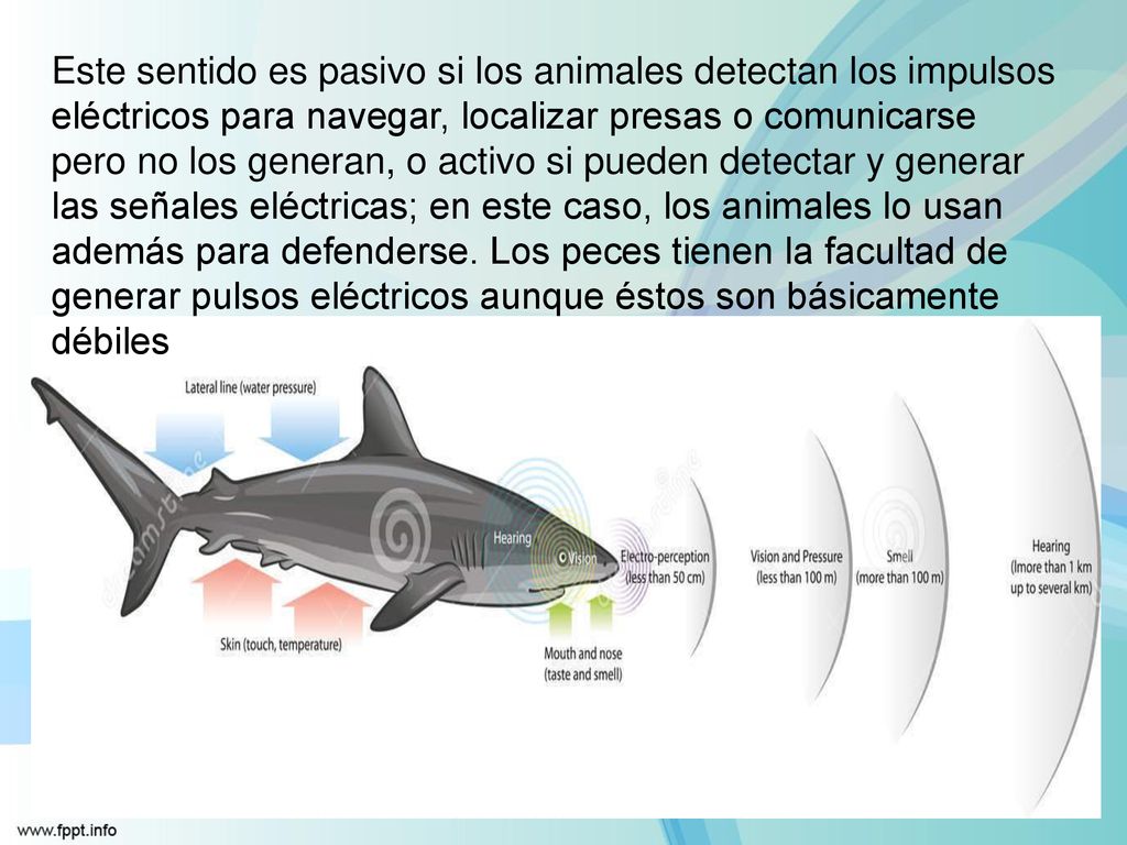 Este sentido es pasivo si los animales detectan los impulsos eléctricos para navegar, localizar presas o comunicarse pero no los generan, o activo si pueden detectar y generar las señales eléctricas; en este caso, los animales lo usan además para defenderse.