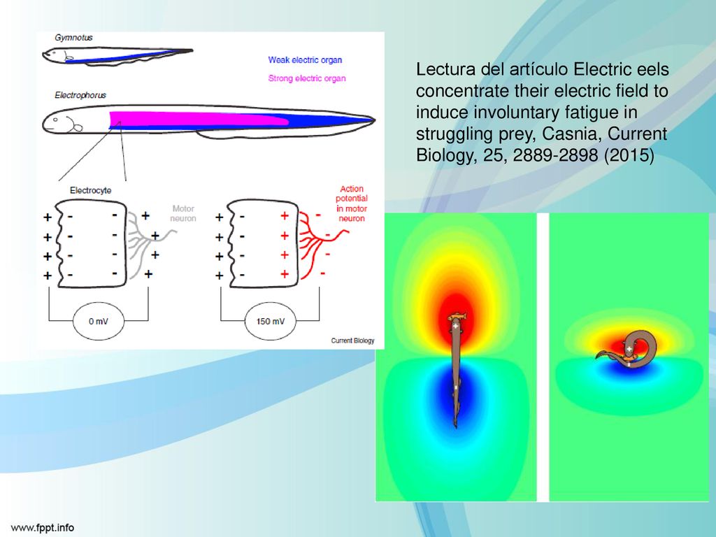 Lectura del artículo Electric eels concentrate their electric field to induce involuntary fatigue in struggling prey, Casnia, Current Biology, 25, (2015)