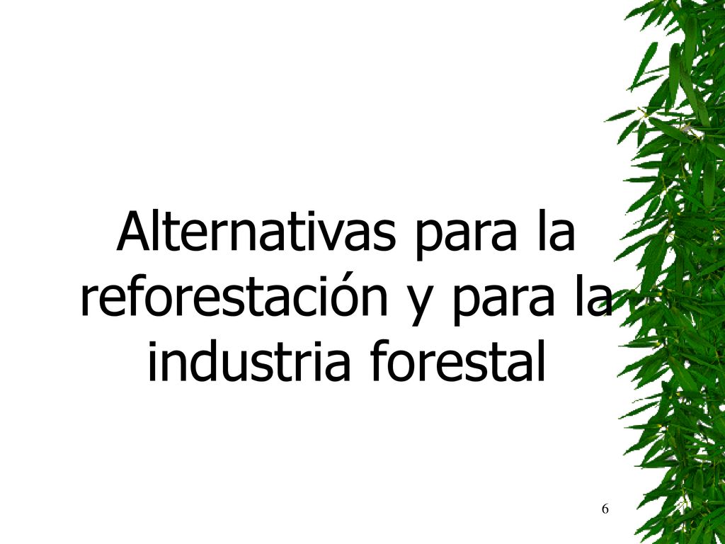 Alternativas para la reforestación y para la industria forestal