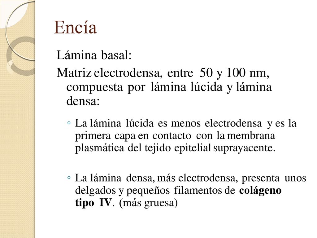 Encía Lámina basal: Matriz electrodensa, entre 50 y 100 nm, compuesta por lámina lúcida y lámina densa: