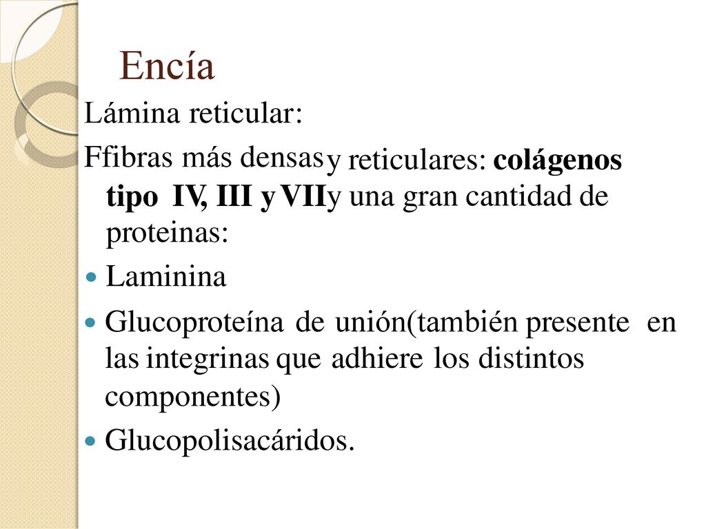 Encía Lámina reticular: Ffibras más densas tipo IV, III y VII