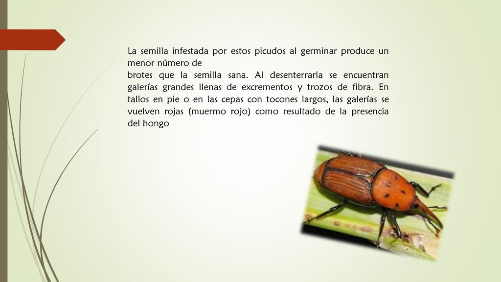 La semilla infestada por estos picudos al germinar produce un menor número de