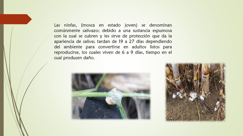 Las ninfas, (mosca en estado joven) se denominan comúnmente salivazo; debido a una sustancia espumosa con la cual se cubren y les sirve de protección que da la apariencia de saliva; tardan de 19 a 27 días dependiendo del ambiente para convertirse en adultos listos para reproducirse, los cuales viven de 6 a 9 días, tiempo en el cual producen daño.