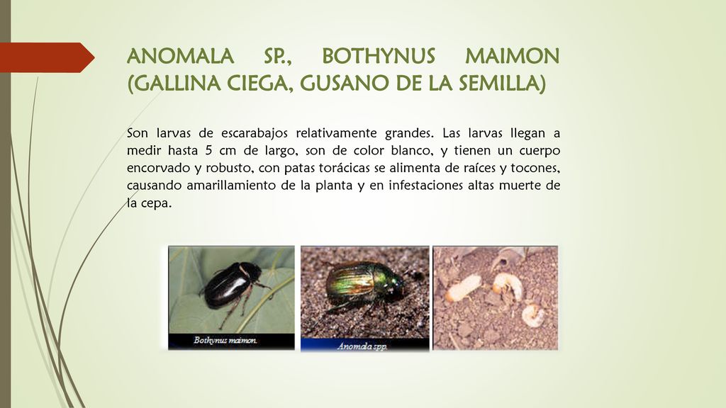 ANOMALA SP., BOTHYNUS MAIMON (GALLINA CIEGA, GUSANO DE LA SEMILLA)