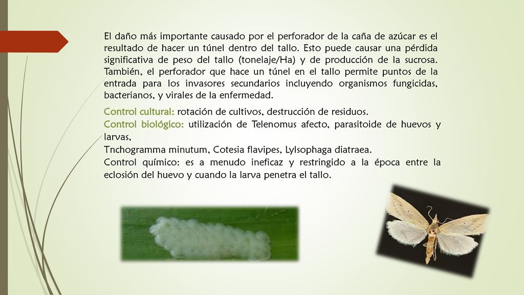 El daño más importante causado por el perforador de la caña de azúcar es el resultado de hacer un túnel dentro del tallo. Esto puede causar una pérdida significativa de peso del tallo (tonelaje/Ha) y de producción de la sucrosa. También, el perforador que hace un túnel en el tallo permite puntos de la entrada para los invasores secundarios incluyendo organismos fungicidas, bacterianos, y virales de la enfermedad.