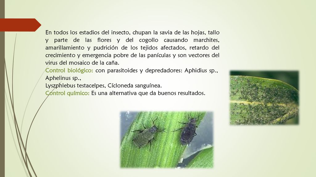 En todos los estadios del insecto, chupan la savia de las hojas, tallo y parte de las flores y del cogollo causando marchites, amarillamiento y pudrición de los tejidos afectados, retardo del crecimiento y emergencia pobre de las panículas y son vectores del virus del mosaico de la caña.