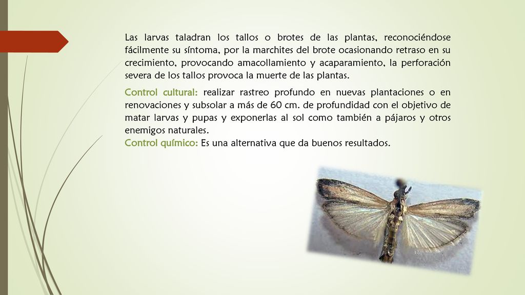 Las larvas taladran los tallos o brotes de las plantas, reconociéndose fácilmente su síntoma, por la marchites del brote ocasionando retraso en su crecimiento, provocando amacollamiento y acaparamiento, la perforación severa de los tallos provoca la muerte de las plantas.