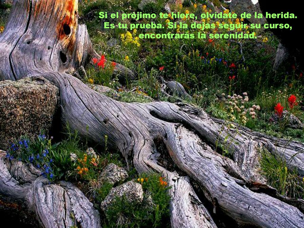 Si el prójimo te hiere, olvídate de la herida. Es tu prueba