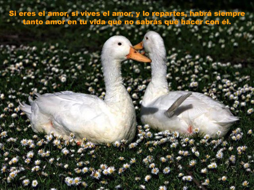 Si eres el amor, si vives el amor, y lo repartes, habrá siempre tanto amor en tu vida que no sabrás qué hacer con él.