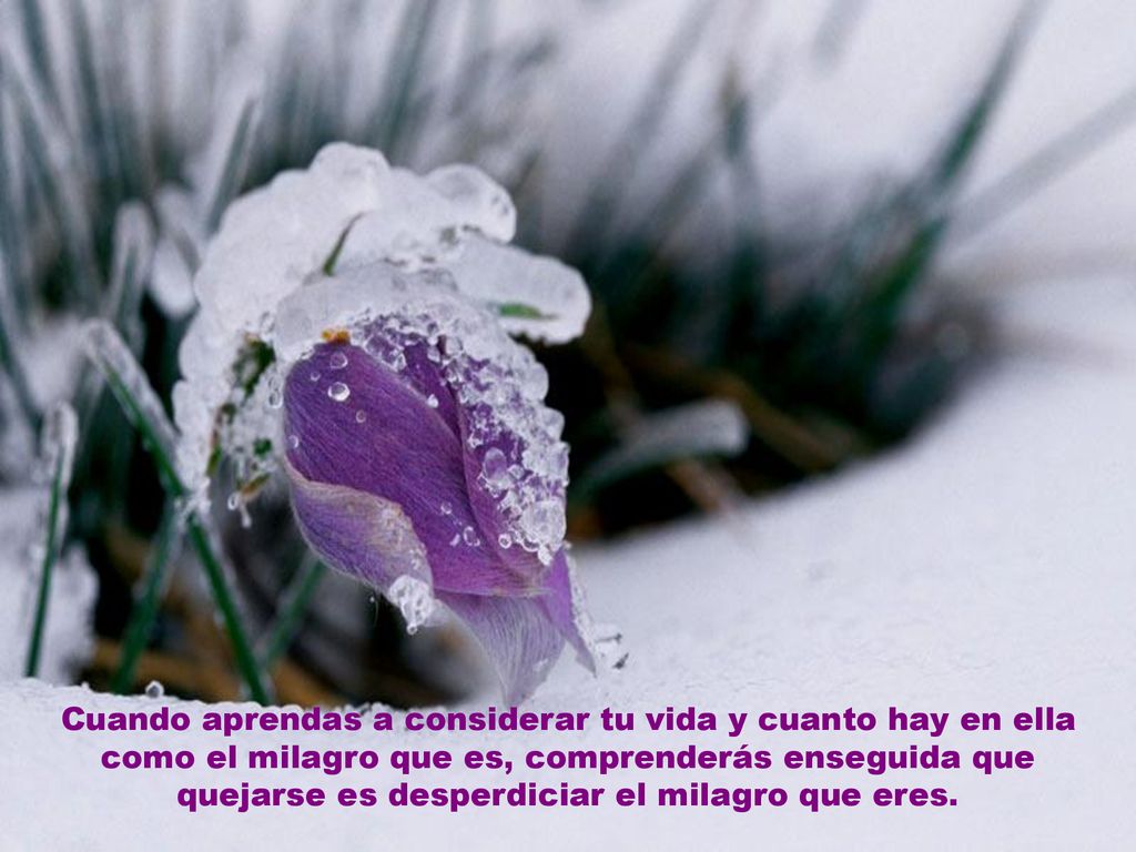 Cuando aprendas a considerar tu vida y cuanto hay en ella como el milagro que es, comprenderás enseguida que quejarse es desperdiciar el milagro que eres.