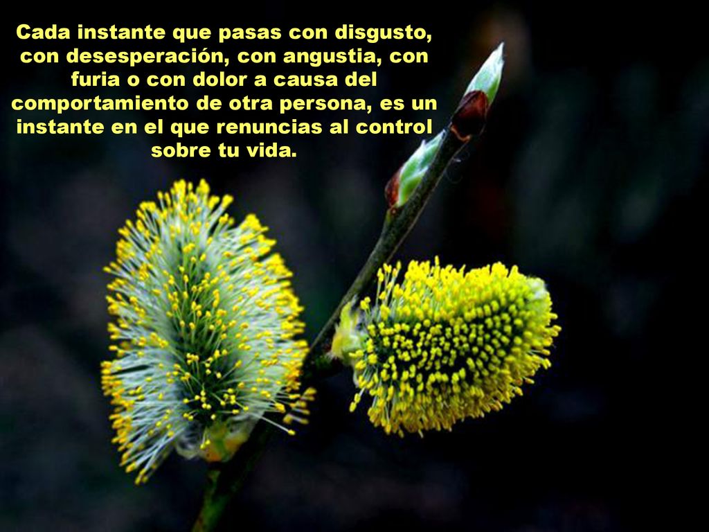 Cada instante que pasas con disgusto, con desesperación, con angustia, con furia o con dolor a causa del comportamiento de otra persona, es un instante en el que renuncias al control sobre tu vida.